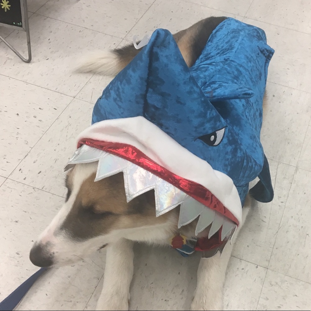 Meet your Posher, Nina